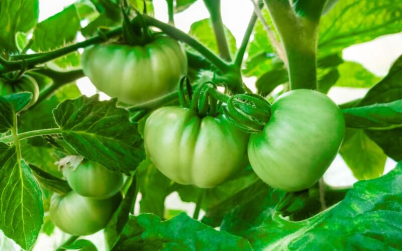 green tomatoes in a greenhouse