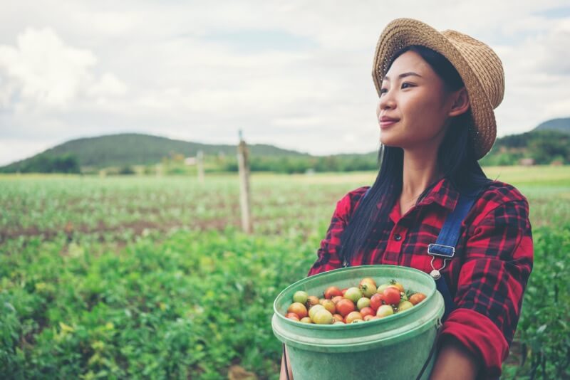 Smiling farmer picking green and red tomatoes in a field